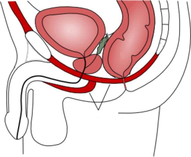 entrenar los músculos del suelo pélvico para aumentar la potencia